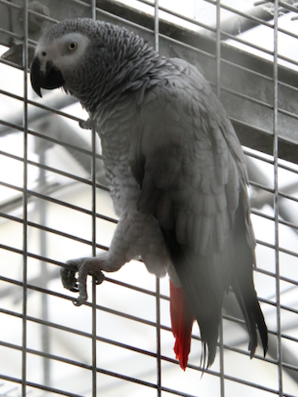 grijze roodstaart Baco